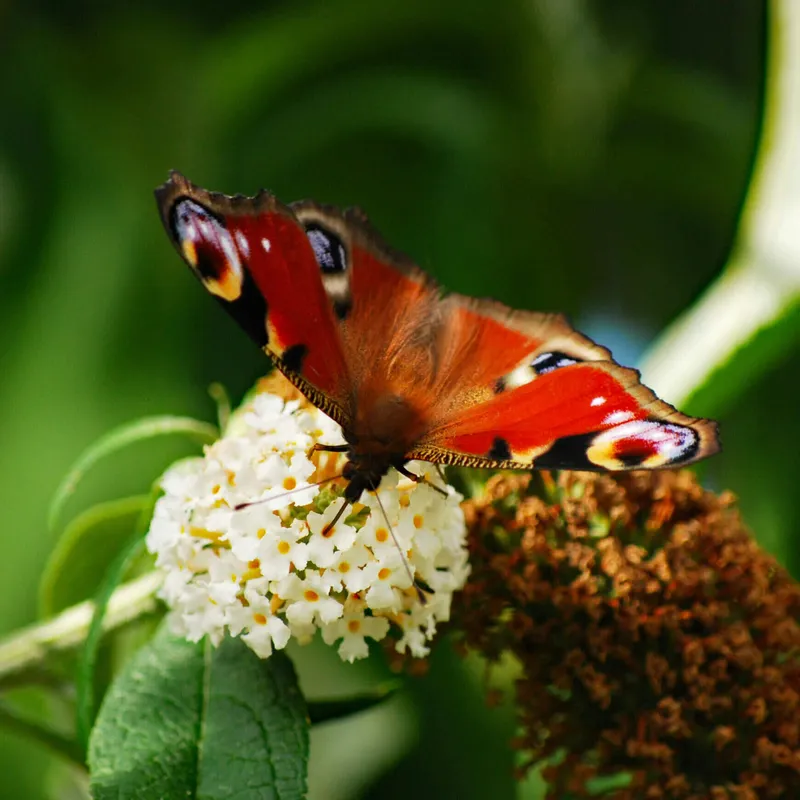 A honeybee collecting pollen from an artificial sunflower, illustrating how pollinators interact with crops