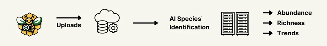 Overview diagram of the Sensibee monitoring workflow: from device deployment in the field to AI species identification and cloud dashboard