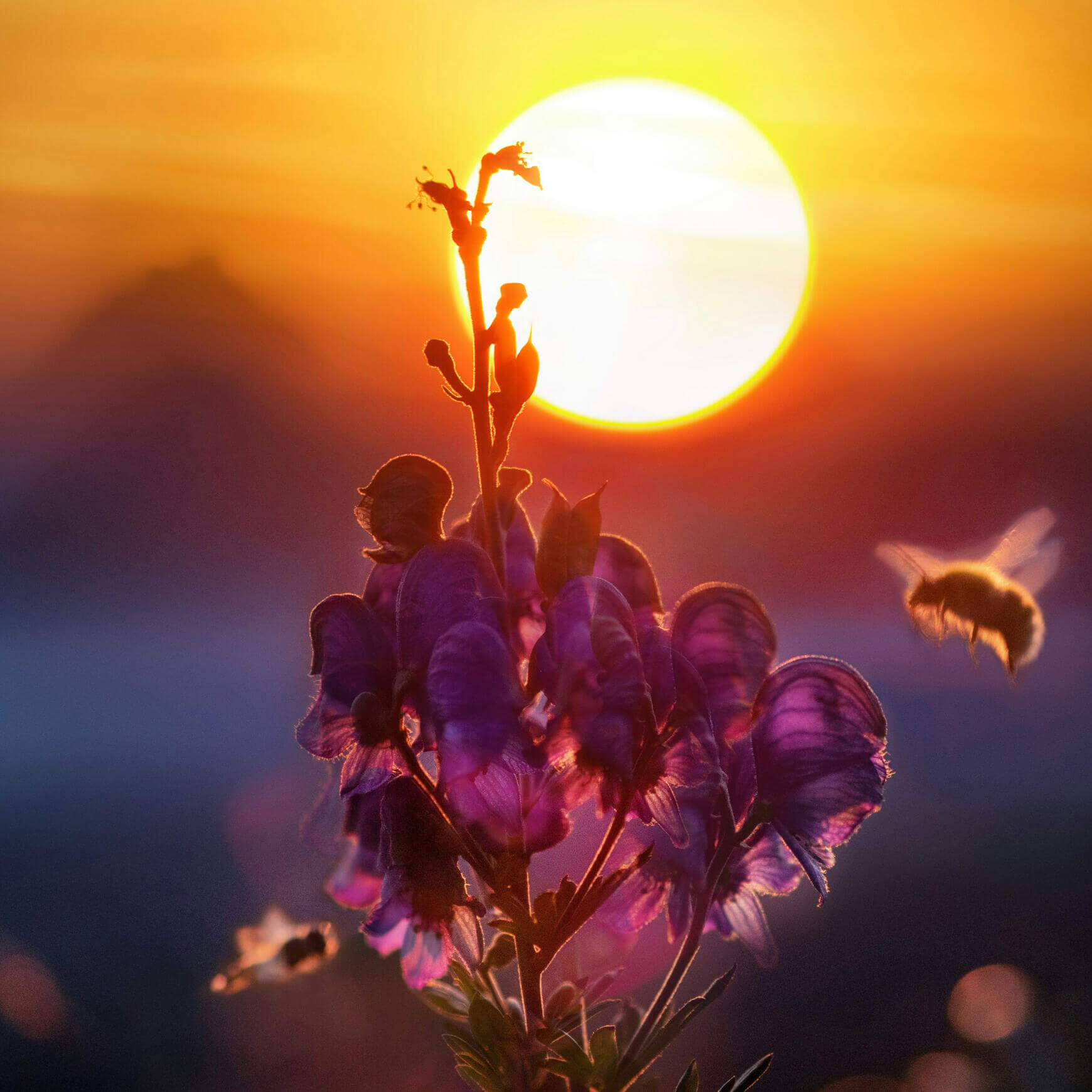 Bee flying to flower at sunrise/sunset