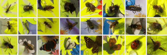Sensibee automated pollinator monitoring technology and insect identification platform