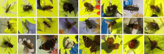 Sensibee automated pollinator monitoring technology and insect identification platform
