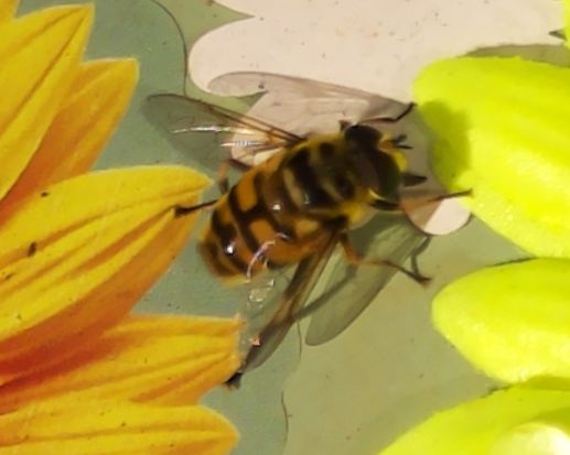 Batman hoverfly Myathropa florea captured by Sensibee automated insect monitoring camera showing distinctive thorax marking