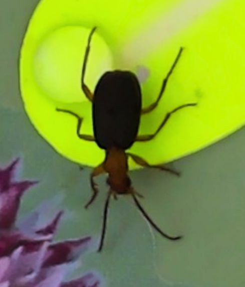 Nationally scarce bombardier beetle Brachinus crepitans discovered by Sensibee biodiversity monitoring at Enfield Chase