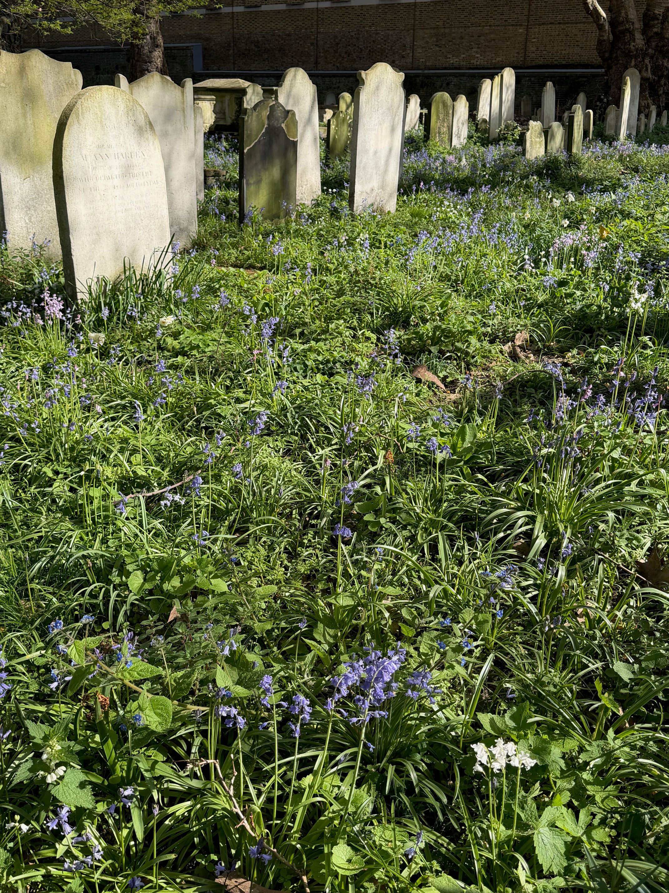 Bunhill Fields London cemetery wildflower habitat supporting urban pollinator biodiversity
