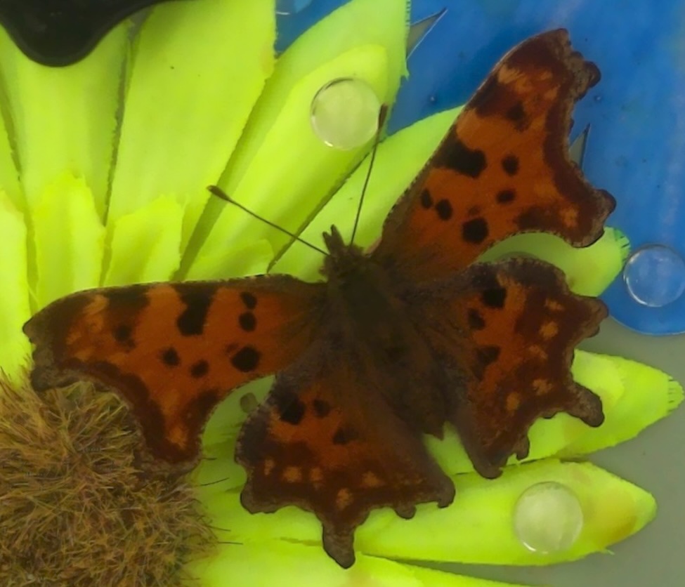 Comma butterfly photographed by a Sensibee visual monitoring device