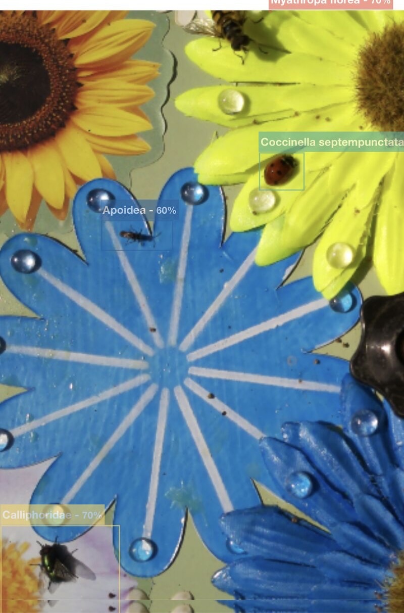 Sensibee simultaneous detection of four insect species including batman hoverfly ladybird blowfly and bee at urban nature reserve