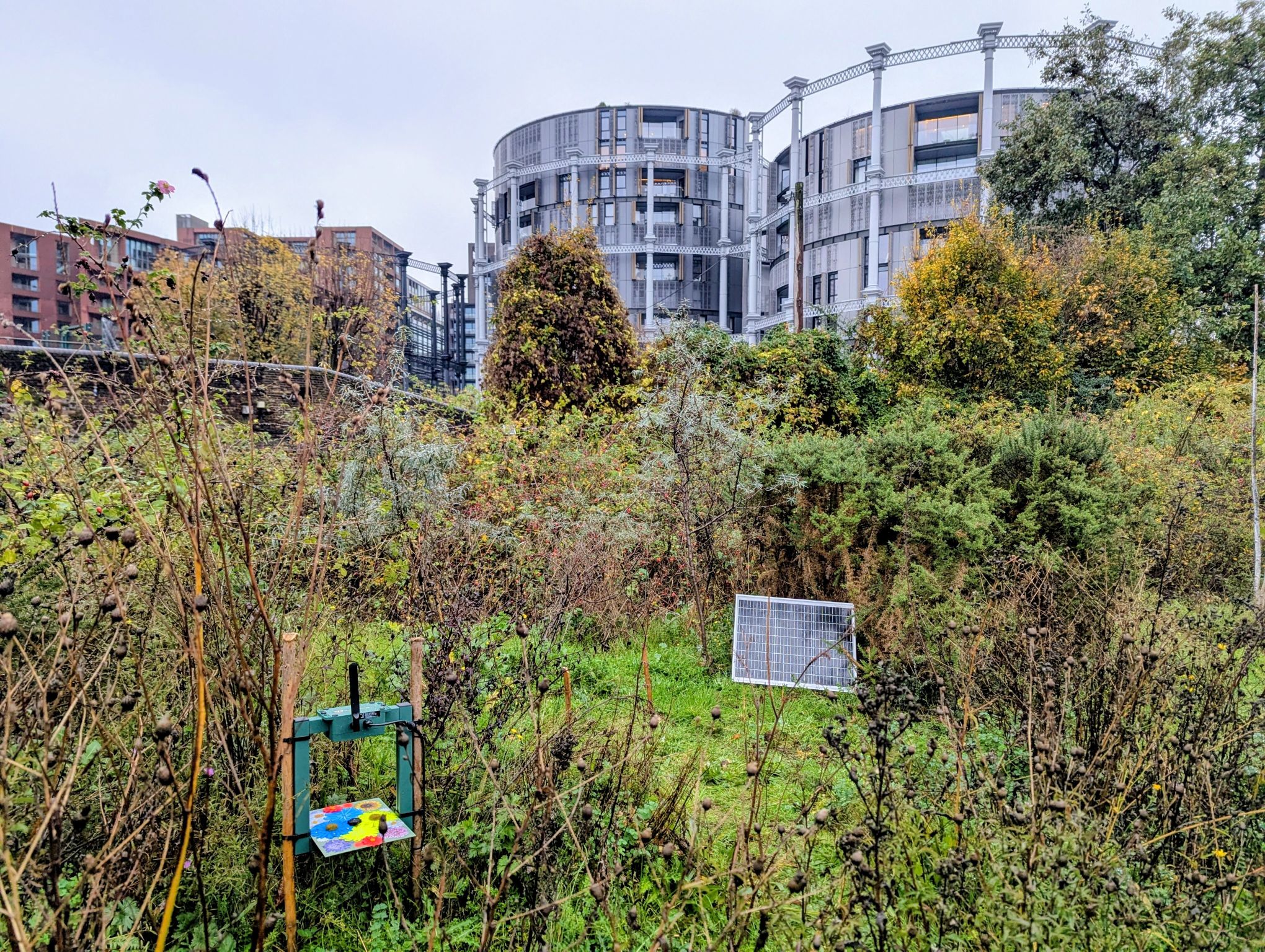 Sensibee automated pollinator monitoring device in King's Cross urban green space