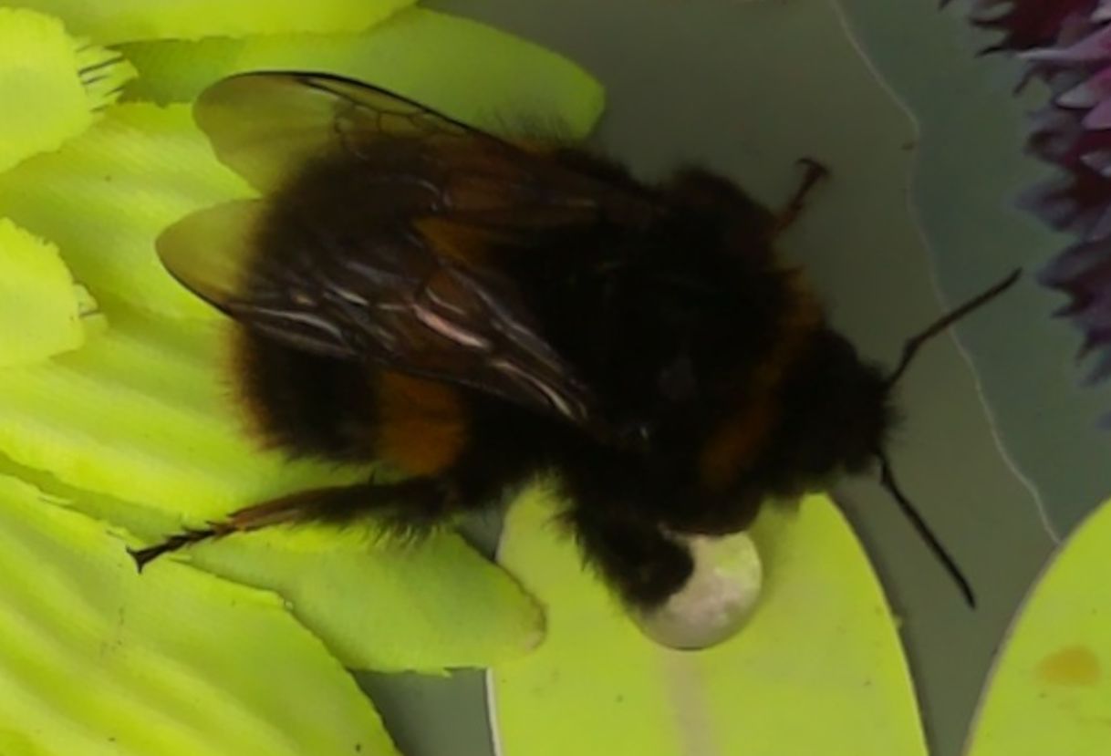Sensibee capture of Buff-tailed bumblebee (Bombus terrestris)