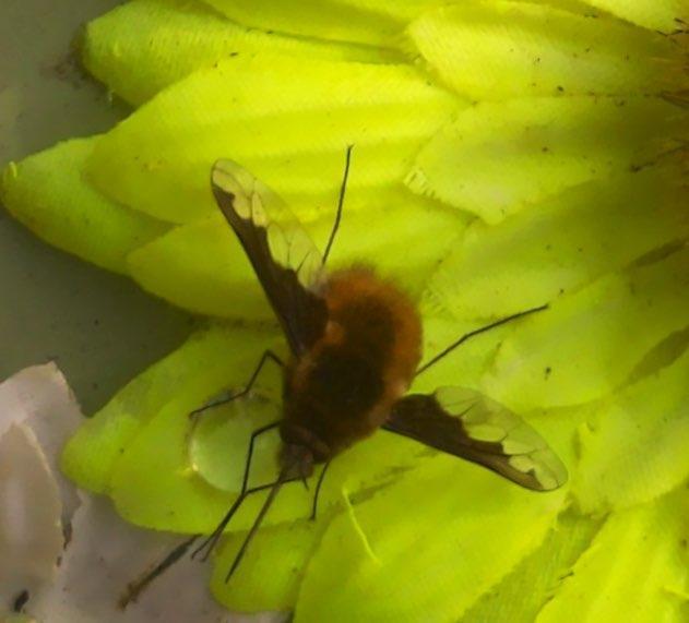 Sensibee capture of Dark-edged bee-fly (Bombylius major)